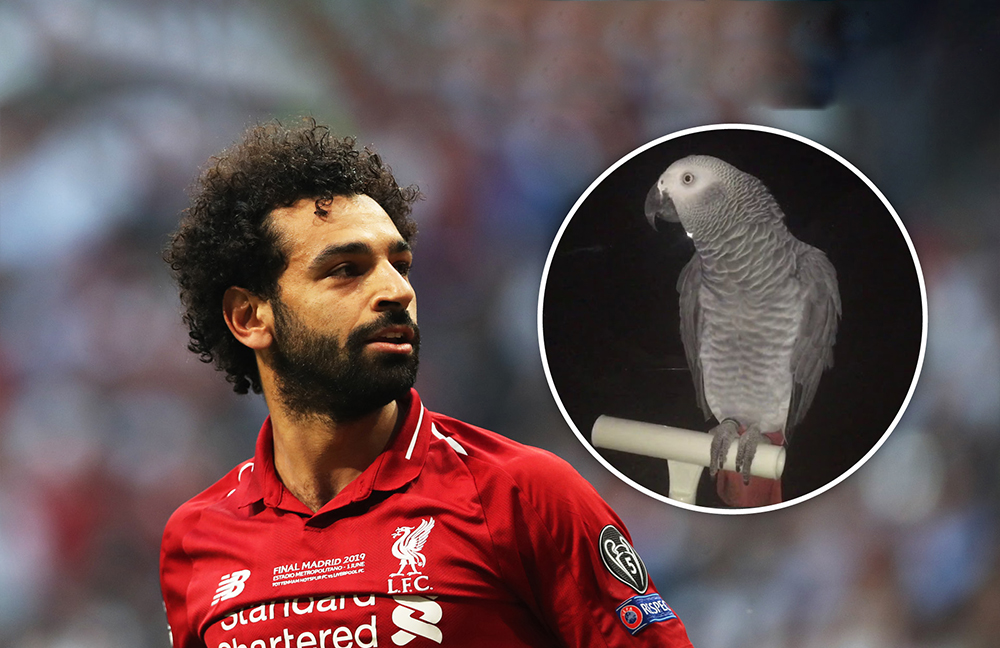 بالفيديو | ببغاء يغني لمحمد صلاح